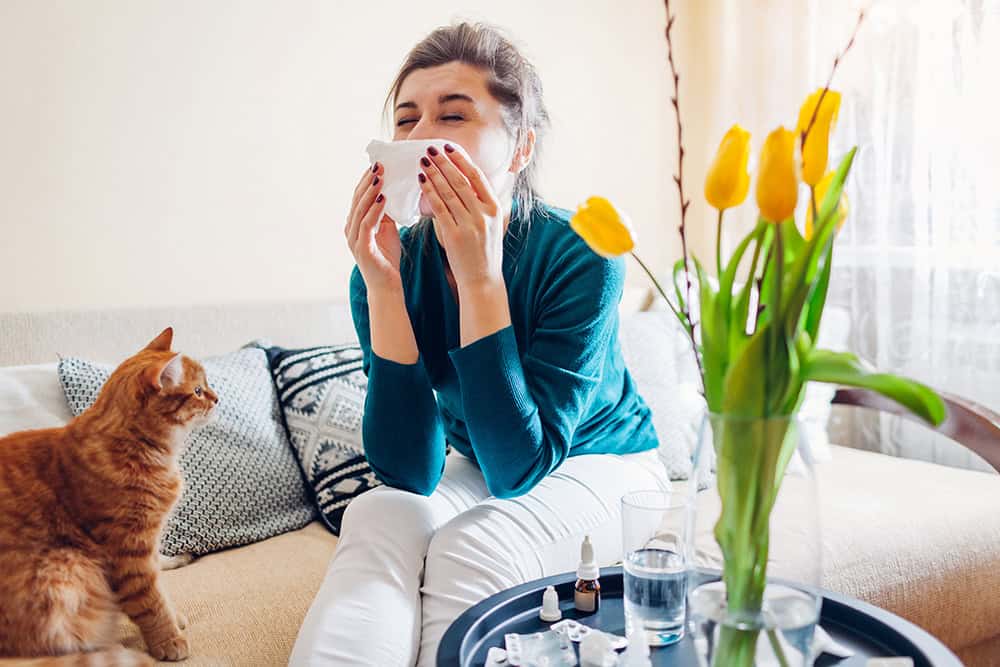 Woman sneezing surrounded with pills and nasal drops sitting on sofa with cat at home.